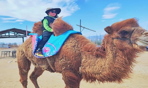 Camel-Rides